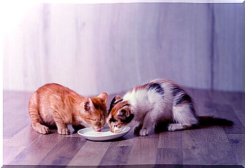 Cats and milk: compatible friends?