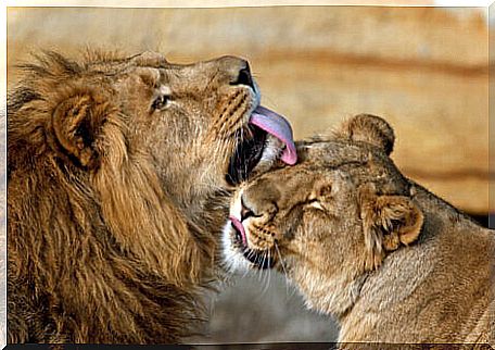 A male and a female lion.