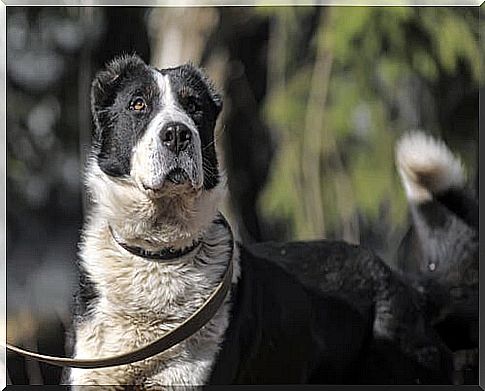 Central Asian Shepherd: training and breed characteristics