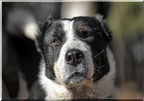 Central Asia Shepherd