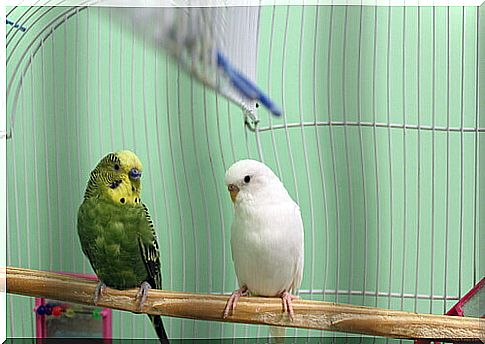 Choosing a bird as a pet: considerations to make