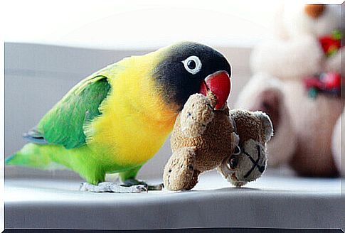 bird with toy in its beak