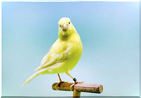 Canary