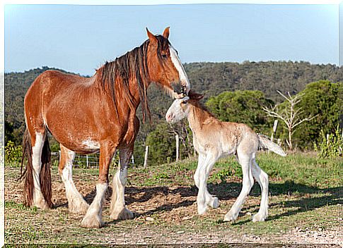 Clydesdale, the most famous British horse