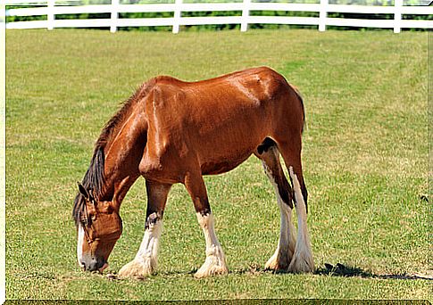 Clydesdale Horse