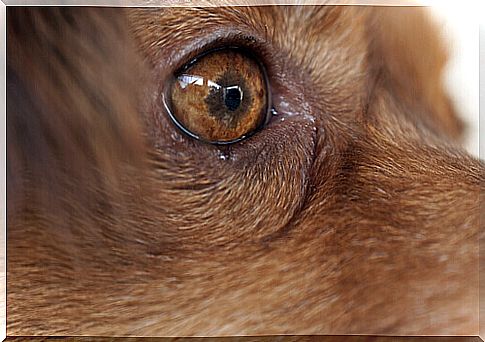 Conjunctivitis in dogs: symptoms, prevention and treatment