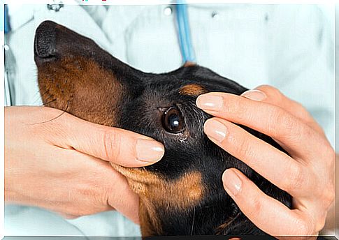 Veterinarian Examines Dog Eyes