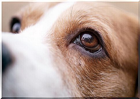 eyes of a dog