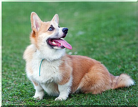 Corgi: meet this breed of dog