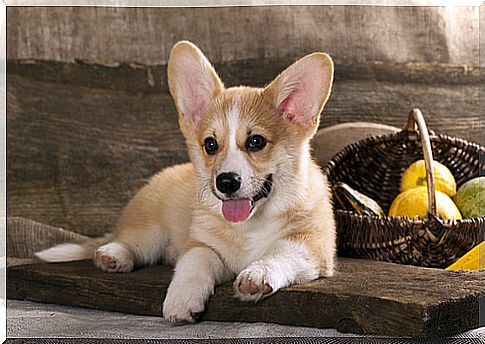 corgi dog lying down 