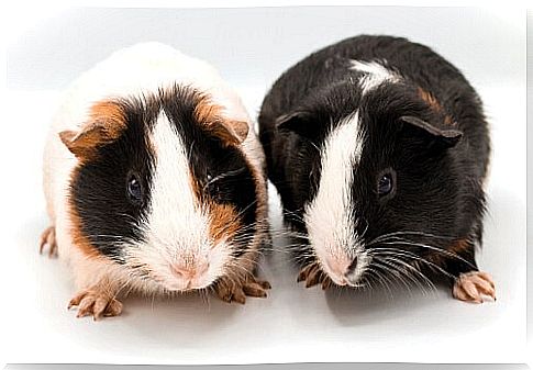 Curiosities about guinea pigs