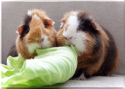 guinea pigs eating lettuce