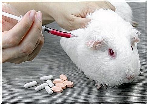 Guinea pigs are widely used in scientific research.