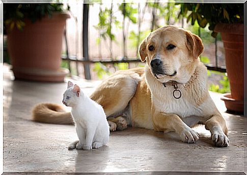 Deafness in dogs and cats... What can we do?