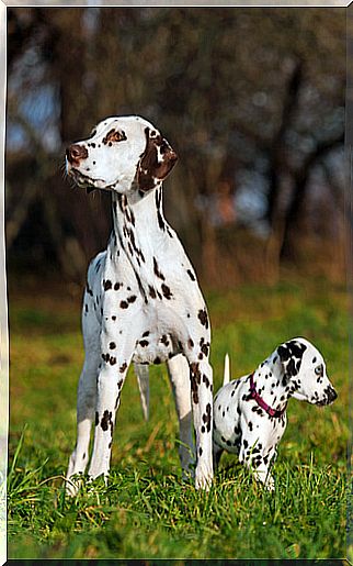 Cachorros e gatos mais propensos à surdez