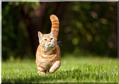 cat running in the grass