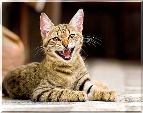 Tips for Cat Teeth Health