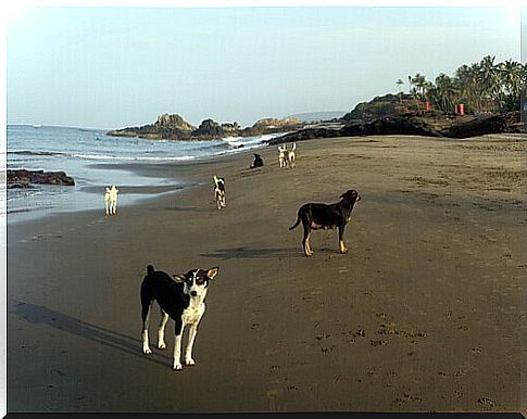 Did you know that Praia do Cachorro exists in Brazil?