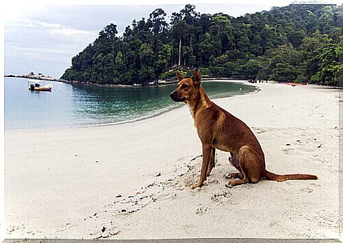 dog-on-the-beach-the-dogs