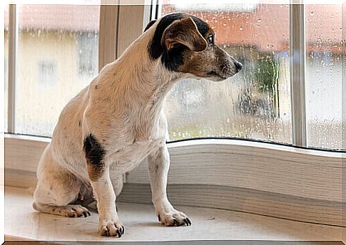 Did you know that the noise of the rain affects the dog?