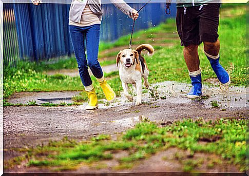 dog running in the rain with its owners