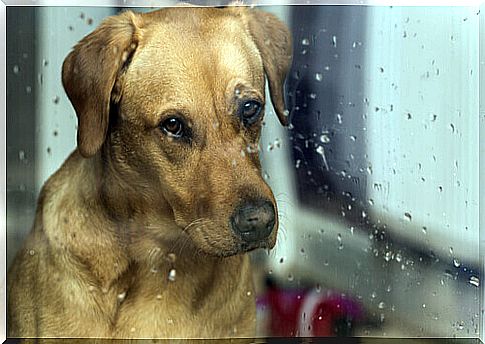 dog looking at sad rain