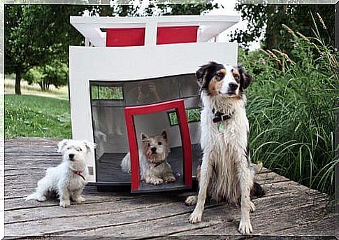 Discover the most luxurious mansions for dogs