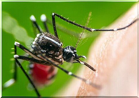 Diseases that mosquitoes transmit