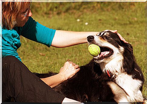 dog-person-ball