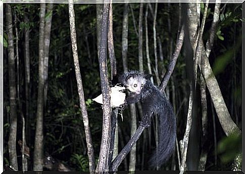 Aye-aye hunting at night