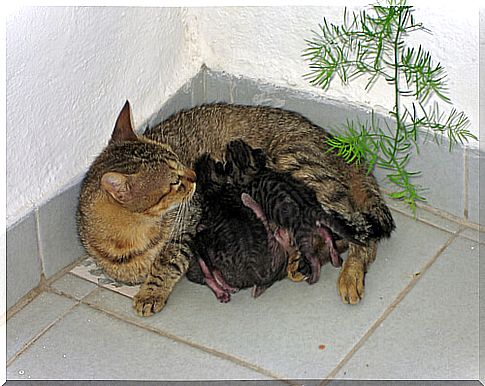 Do you know how cats give birth?