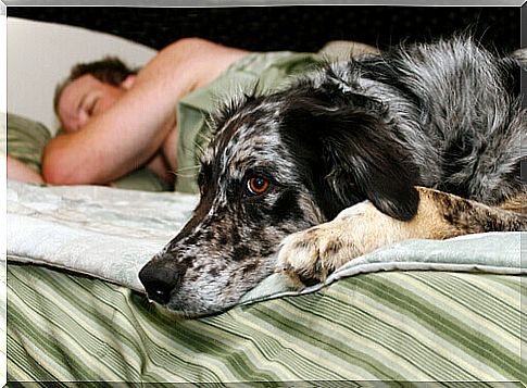 Do you want to sleep better?  adopt a dog