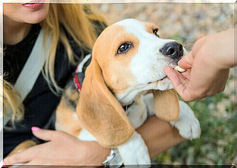 dog winning prize