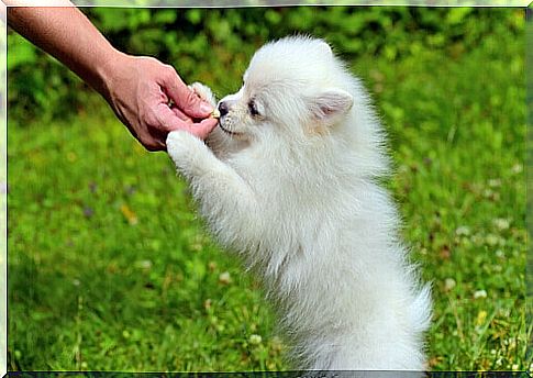 dog winning prize