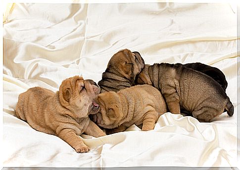 Shar Pei Dogs