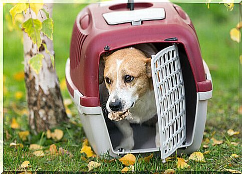 Dog in transport box