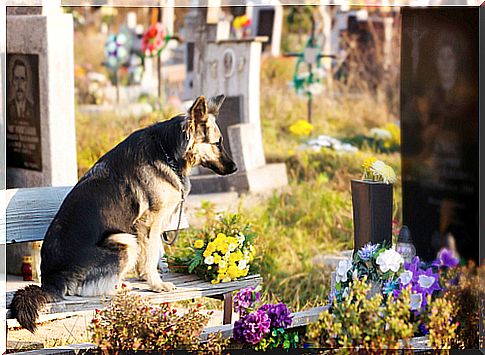 Dog has remained in its owner's grave for over 7 years