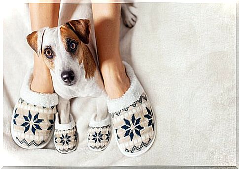 dog wearing slippers