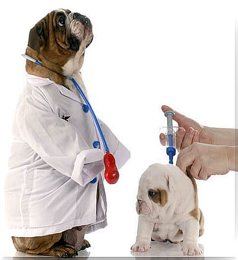 dog vaccination schedule