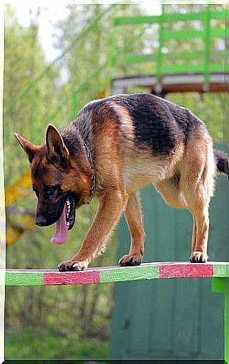 german shepherd walking on board