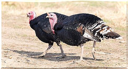 Domestic turkey food