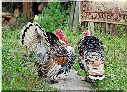 domestic turkeys