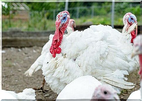 turkey breeding