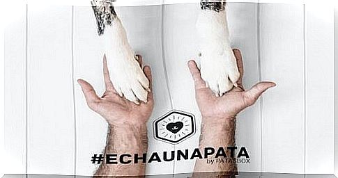 #Echaunapata, Instagram campaign for abandoned animals