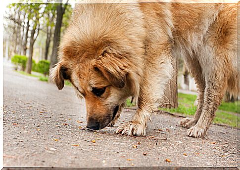 prevent-the-dog-eating-in-the-street