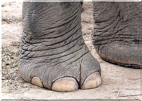 Elephants go to the podiatrist