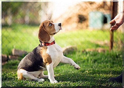 beagle