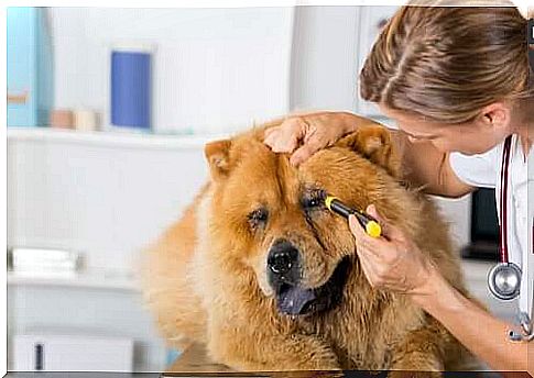 Eye Injuries in Dogs: Symptoms and Treatment