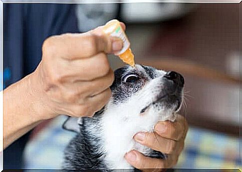 eye drops for dogs