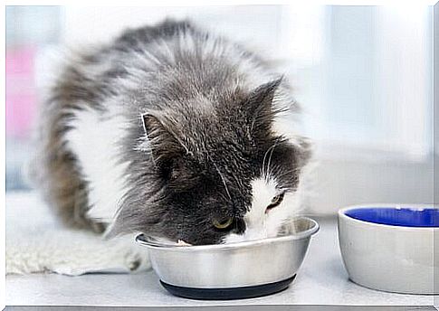 Feeding tips for longhaired cats